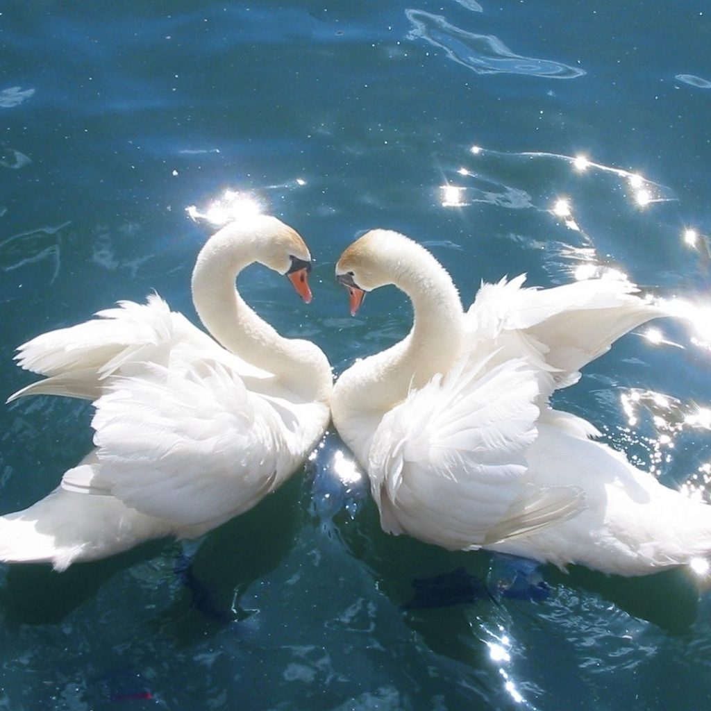 When Do Swans Turn White?
