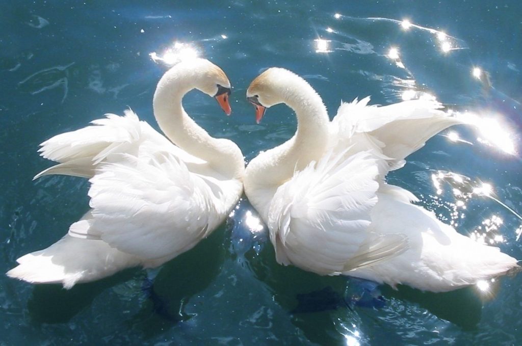 How to determine the gender of a swan