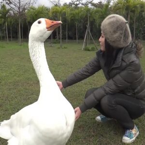 can-you-have-a-swan-as-a-pet: How to stop a swan attack