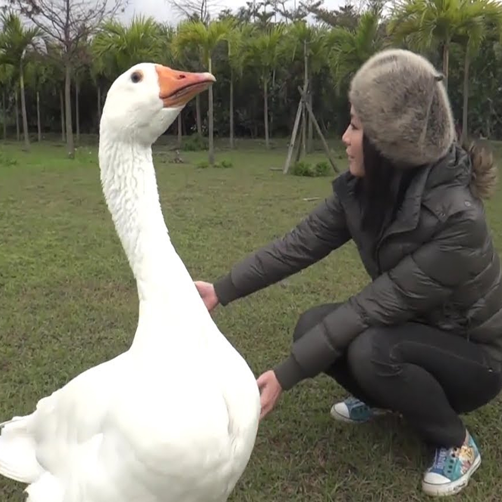 can-you-have-a-swan-as-a-pet: How to stop a swan attack- approach a swan