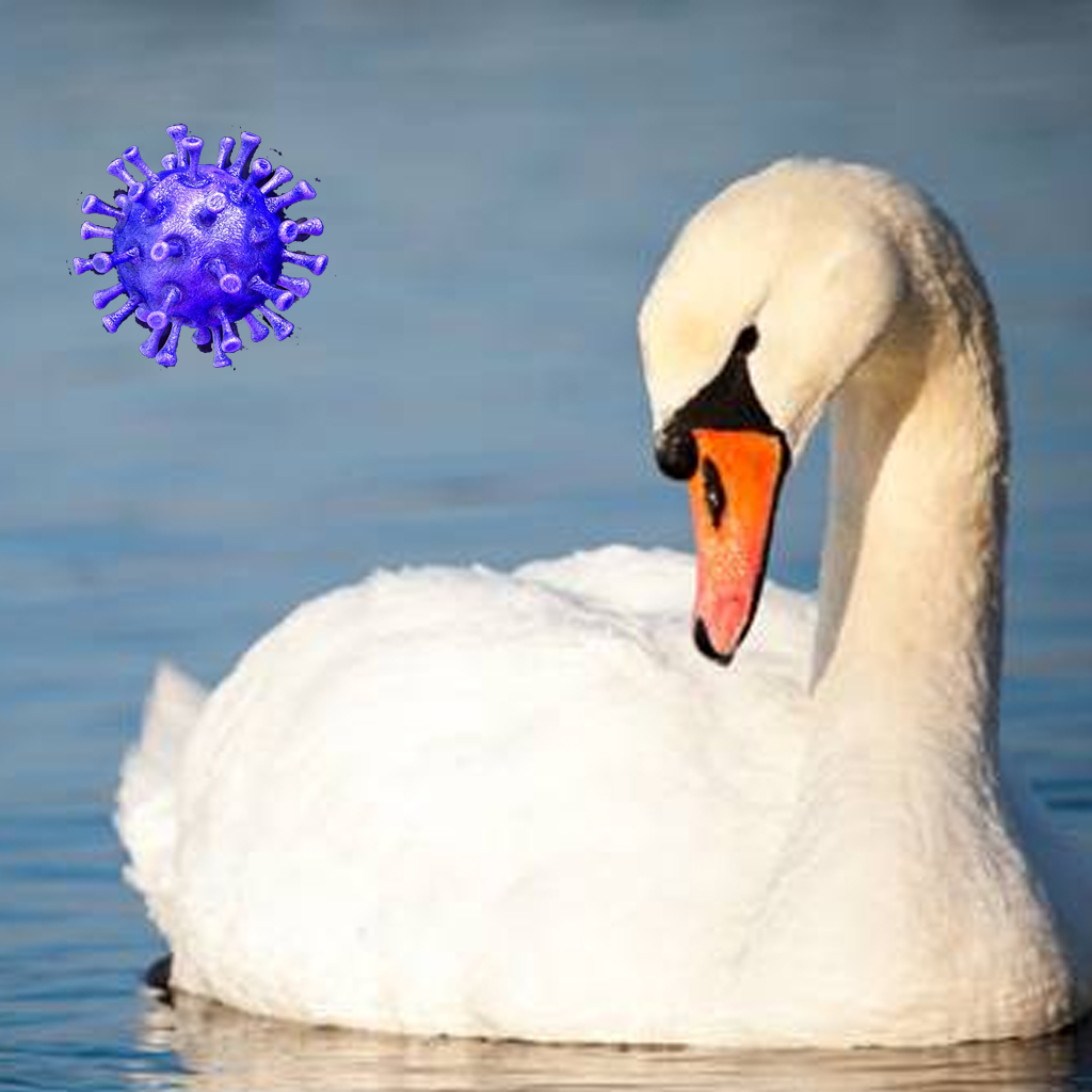 is-coronavirus-affecting-the-swans