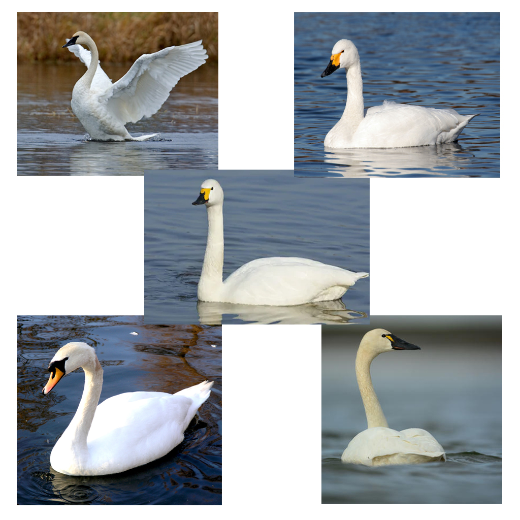 the-different-species-of-swans- and-how-to-identify-each