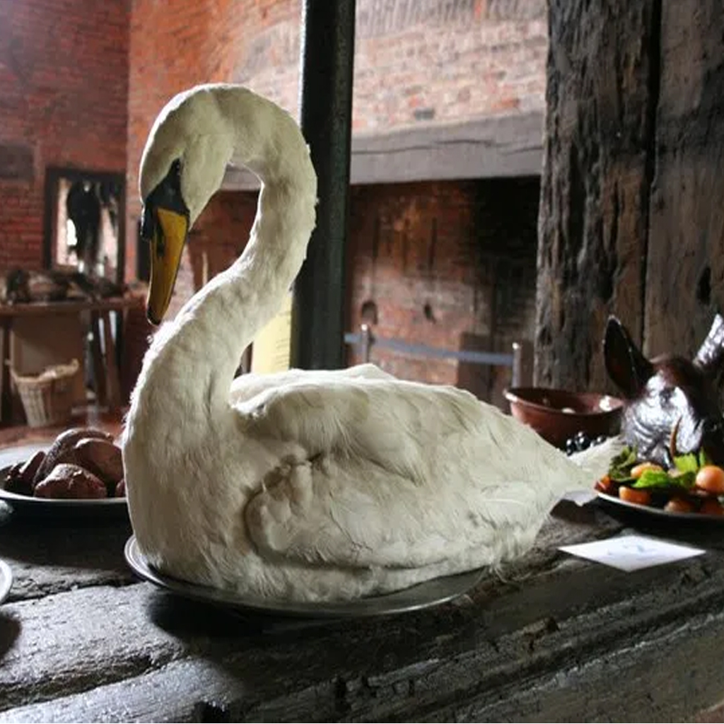 can-we-eat-swans-how-to-cook-swans