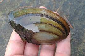 Can you eat Swan Mussels? You can eat them raw, Boil or Fry them