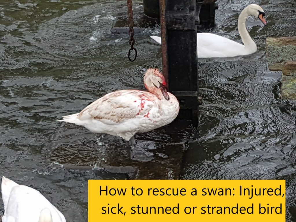 How to rescue a swan: In this photo we need to rescue an injured bird (The process can be used for a sick or stunned bird)