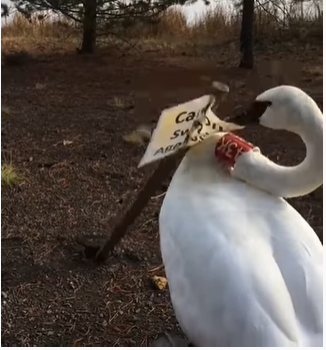 How much damage can a swan do?