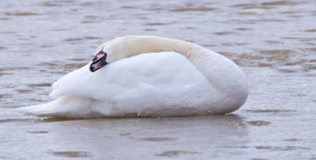 Where Do Swans Sleep? 