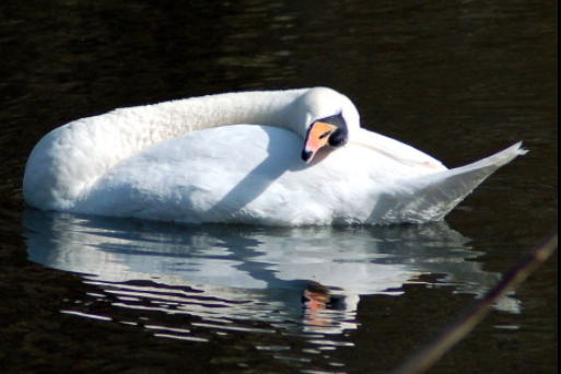 Why do swans sleep on land and water?
