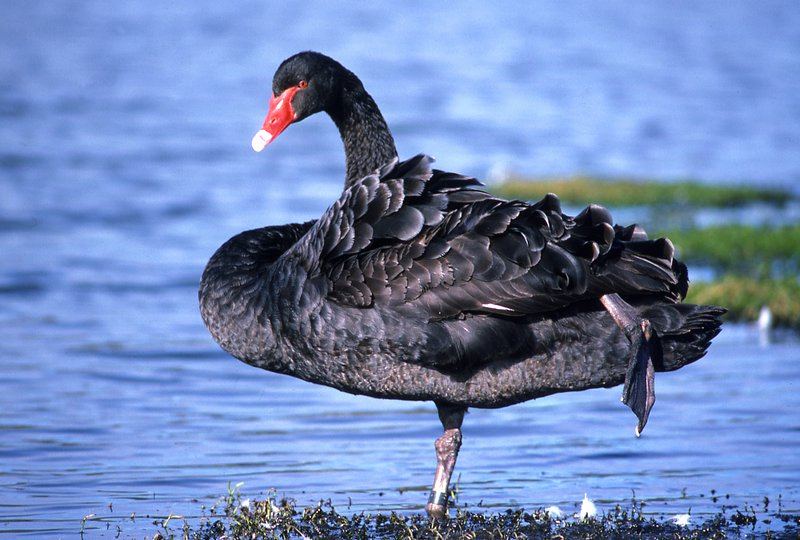 Black Male swan