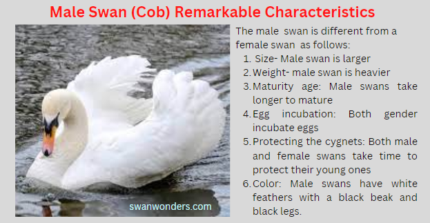 Male swan remarkable characteristics