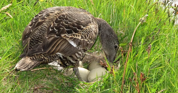 At what age do geese start laying eggs?