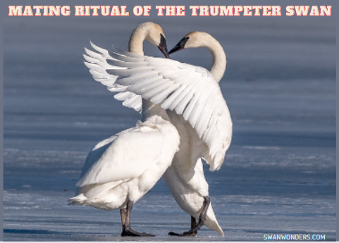 Do Trumpeter Swans Mate for Life?