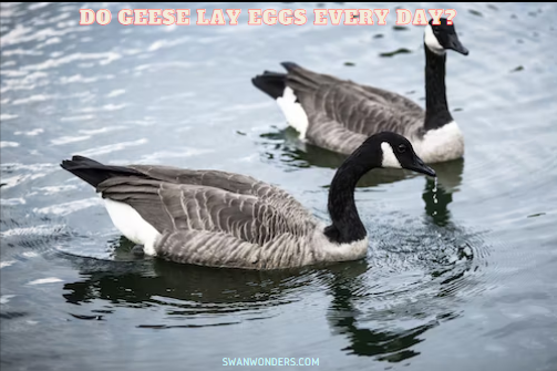 Do geese lay eggs every day?