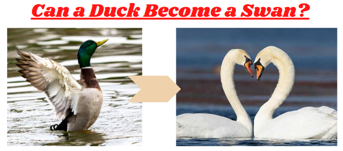 Can a duck become a swan?