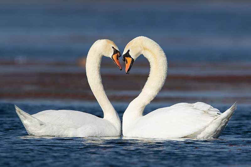 Are Swans Monogamous?
