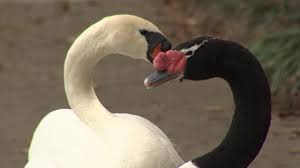 Are Swans Monogamous