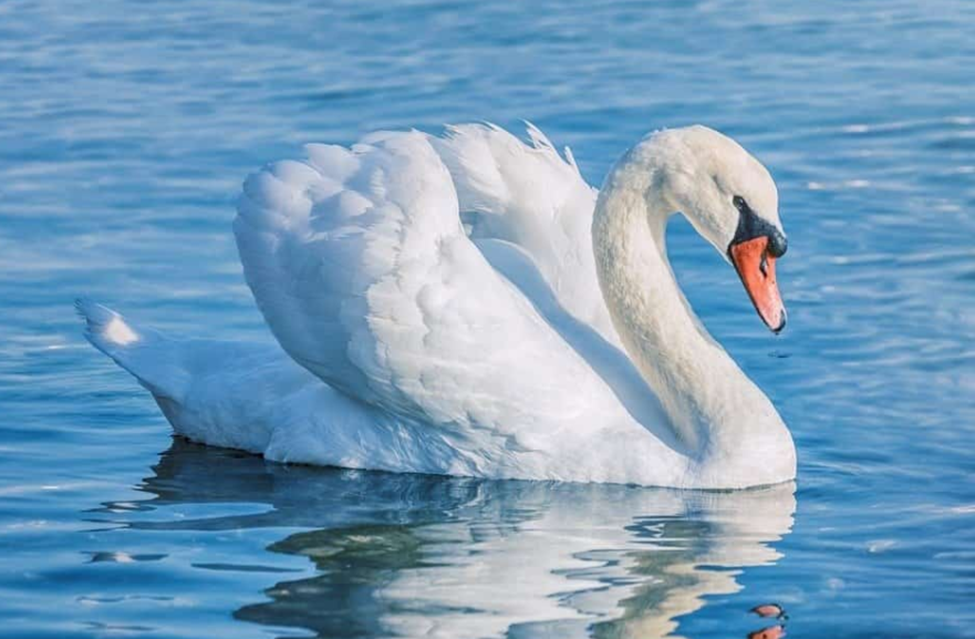 How much does a swan cost?