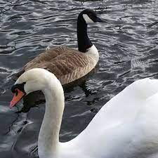 Snow Geese vs Swans                