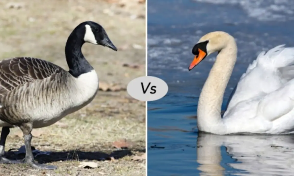 Snow Geese vs Swans                