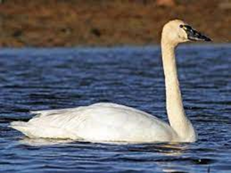 What do swans look like?