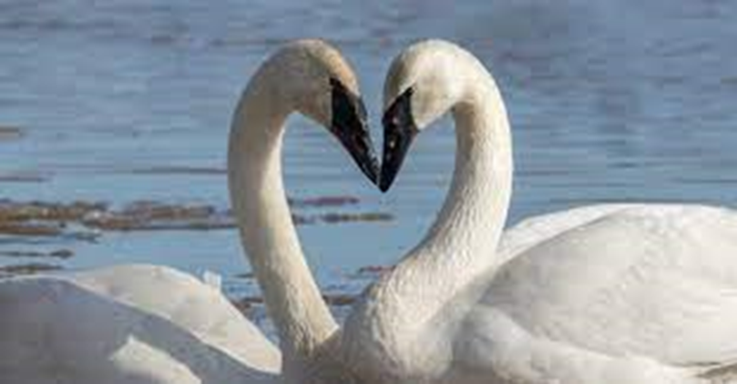 What Do Swans Look Like