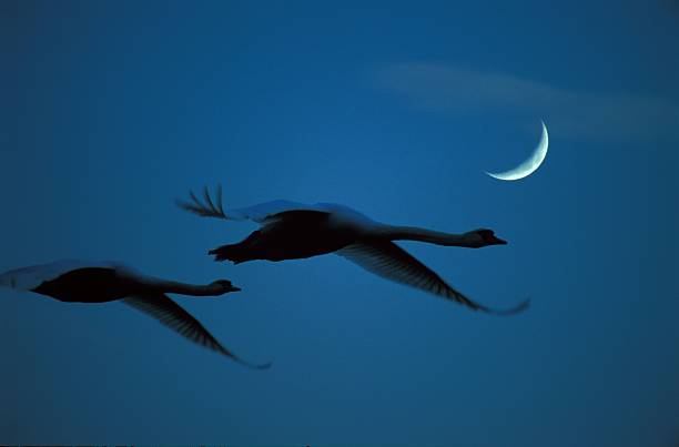 Do Swans Fly At Night?
