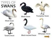 Different Species of Swans and How to Identify Each: Breeds of Swans
