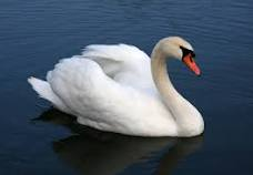 Different Species of Swans and How to Identify Each: Breeds of Swans