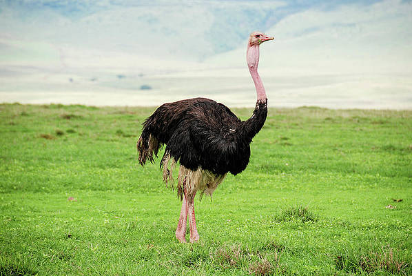 How Much Does an Ostrich Weigh