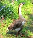 Chinese Swan Goose