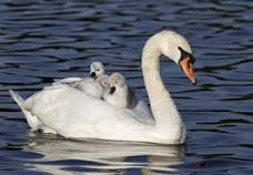 Facts about Mute Swans
