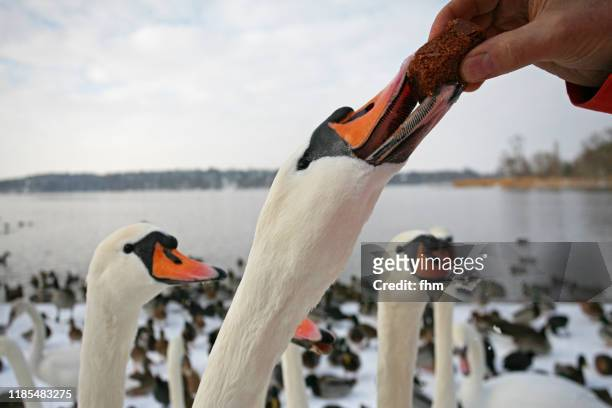 What do Swans Eat