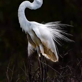 Birds That Look Like Swans